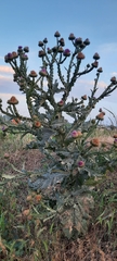 Onopordum acanthium