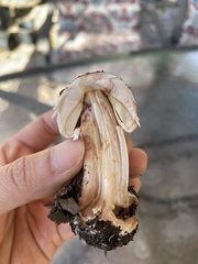 Agaricomycetes