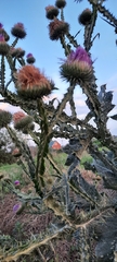Onopordum acanthium