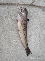 Trachinus radiatus