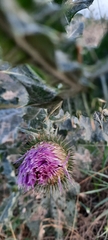 Onopordum acanthium