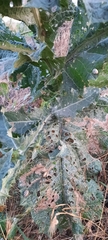 Onopordum acanthium