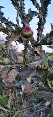 Onopordum acanthium