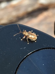 Cimberis elongata