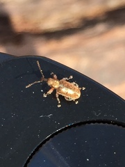 Cimberis elongata