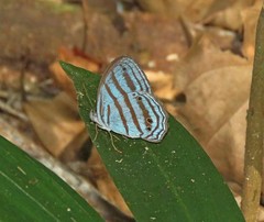 Cepheuptychia cephus
