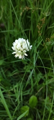 Trifolium repens