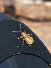 Cimberis elongata