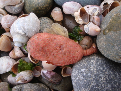Polyzoa opuntia