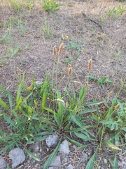 Plantago lanceolata