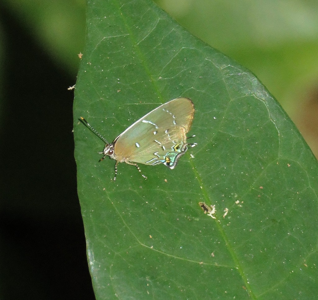 Janthecla leea