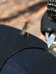 Cimberis elongata