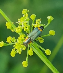 Clanoptilus marginellus