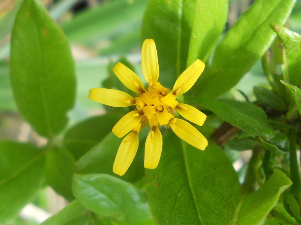 Trixis pruskii
