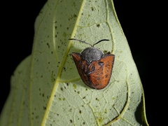 Dorynota insidiosa
