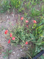 Papaver rhoeas