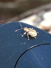 Cimberis elongata