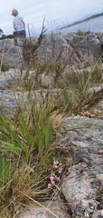 Festuca vivipara