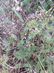 Erodium cicutarium