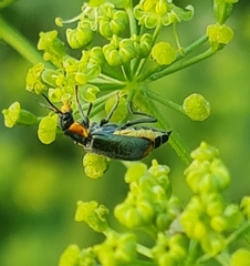 Clanoptilus marginellus