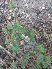 Erodium cicutarium