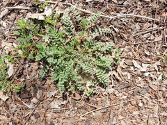 Astragalus nuttallianus