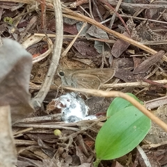 Torbenlarsenia gemella