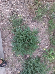 Diplotaxis tenuifolia