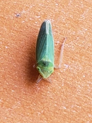 Draeculacephala robinsoni