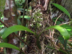 Prosthechea vespa