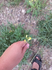 Diplotaxis tenuifolia