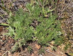 Artemisia campestris pacifica