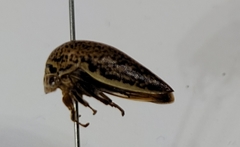 Stictopelta marmorata