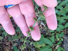 Rumex pulcher