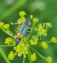 Clanoptilus marginellus