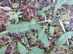 Rumex pulcher