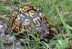 Terrapene carolina