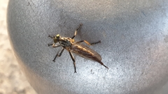 Neoitamus cyanurus