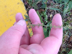 Rumex pulcher