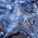 Asterina stellifera - Photo (c) Nicolas Olejnik,  זכויות יוצרים חלקיות (CC BY-NC), הועלה על ידי Nicolas Olejnik
