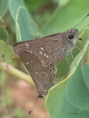 Torbenlarsenia gemella