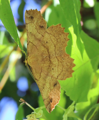 Euchlaena johnsonaria