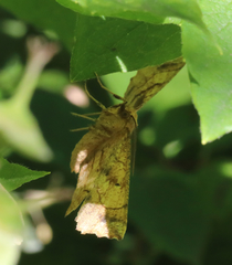 Euchlaena johnsonaria