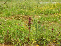 Orobanche foetida