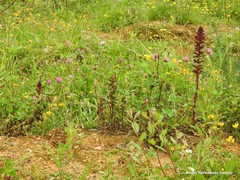 Orobanche foetida