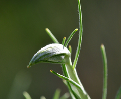 Gnorimoschema octomaculella