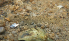 Penaeus latisulcatus