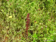Orobanche foetida