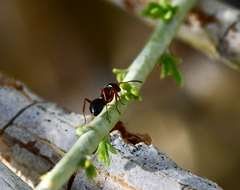 Formica subpolita