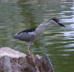 Nycticorax nycticorax